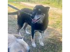 Adopt Luna a Black - with Tan, Yellow or Fawn German Shepherd Dog / Mixed dog in