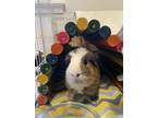 Adopt Biscoff a Brown or Chocolate Guinea Pig / Guinea Pig / Mixed small animal