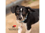 Adopt Buddy a Black Dachshund / Mixed dog in Toccoa, GA (41315681)