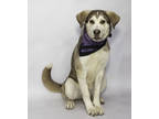 Adopt Owen a Brown/Chocolate Husky / Mixed dog in Salina, KS (41430631)