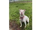 Adopt Sugar a White American Pit Bull Terrier / Mixed dog in Knoxville