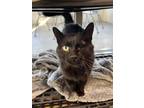 Adopt Yzma(Cat Cafe) a All Black Domestic Shorthair / Domestic Shorthair / Mixed
