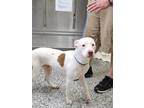Adopt Charlie a White American Pit Bull Terrier / Mixed dog in Vincennes