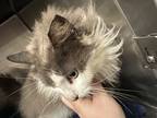 Adopt Dudley a Gray or Blue Domestic Longhair / Mixed Breed (Medium) / Mixed