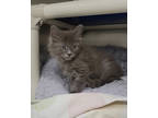 Adopt Jeep a Gray or Blue Domestic Longhair / Domestic Shorthair / Mixed cat in