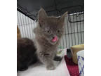 Adopt Dodge a Gray or Blue Domestic Longhair / Domestic Shorthair / Mixed cat in