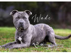 Adopt Wade a Gray/Blue/Silver/Salt & Pepper American Pit Bull Terrier / Mixed