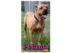 Adopt Petunia a Brown/Chocolate Mastiff / Mixed Breed (Medium) / Mixed (short