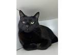 Adopt Odin a All Black Domestic Shorthair / Domestic Shorthair / Mixed cat in