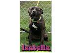 Adopt Isabella a Brown/Chocolate Hound (Unknown Type) / Mixed dog in Louisburg