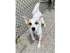 Adopt Deputy Dog (Ghost) a White Terrier (Unknown Type, Medium) / Mixed Breed