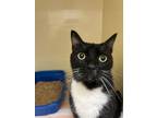 Adopt Betty a All Black Domestic Shorthair / Mixed Breed (Medium) / Mixed (short