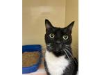Adopt Betty a All Black Domestic Shorthair / Domestic Shorthair / Mixed cat in