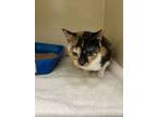 Adopt Patches a Brown or Chocolate Domestic Shorthair / Domestic Shorthair /