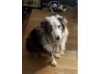 Adopt Dino a Brown/Chocolate - with White Australian Shepherd / Mixed dog in