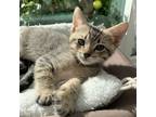 Adopt Ranger a Brown Tabby Domestic Shorthair / Mixed (short coat) cat in
