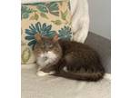 Adopt misty a Gray or Blue (Mostly) Maine Coon / Mixed (long coat) cat in