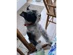 Adopt Duke a Black - with White Schnauzer (Miniature) / Mixed dog in Penfield