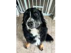 Adopt Charlie a Black - with White Bernedoodle / Mixed dog in Rochester