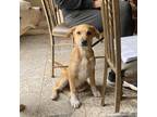 Adopt Pablo a Tan/Yellow/Fawn Border Collie / Labrador Retriever / Mixed dog in