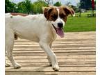 Adopt Chance a Brown/Chocolate - with White St. Bernard / Mixed dog in Thornton