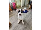 Adopt Louie a White - with Brown or Chocolate Boxer / Boxer / Mixed dog in Saint