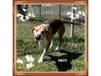 Adopt Patti a Hound (Unknown Type) / Mixed dog in Orangeville, ON (41315827)