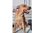Adopt Leo a Tan/Yellow/Fawn - with Black Carolina Dog / Mixed Breed (Medium) dog