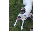 Adopt Lupita a White - with Gray or Silver Australian Cattle Dog / Jack Russell