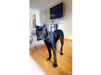 Adopt Diesel a Black Cane Corso / Mixed dog in Staten Island, NY (41370644)