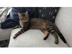Adopt Winston a Brown Tabby American Shorthair / Mixed (short coat) cat in
