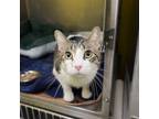Adopt Patches a Brown Tabby Domestic Shorthair / Mixed Breed (Medium) / Mixed