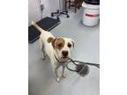 Adopt Molly a White Mixed Breed (Large) / Mixed dog in Adrian, MI (41402545)