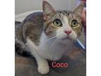 Adopt Coco a Gray or Blue Domestic Shorthair / Domestic Shorthair / Mixed cat in