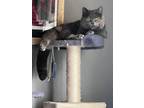 Adopt Lulu a Gray or Blue Persian / Domestic Shorthair / Mixed cat in New