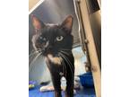 Adopt Howie a All Black Domestic Shorthair / Domestic Shorthair / Mixed cat in