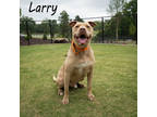 Adopt Larry a Brown/Chocolate Mixed Breed (Large) / Mixed dog in Anderson