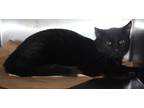 Adopt 84907 Draven a All Black Domestic Shorthair / Mixed Breed (Medium) / Mixed