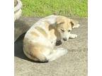 Adopt Jake a White Mixed Breed (Large) / Mixed dog in Yellville, AR (41366654)