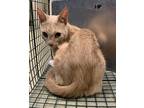Adopt Flynn a Orange or Red Domestic Shorthair / Domestic Shorthair / Mixed cat