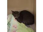 Adopt Walker a Gray or Blue Domestic Shorthair / Domestic Shorthair / Mixed