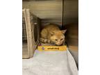 Adopt Francis a Orange or Red Domestic Shorthair / Domestic Shorthair / Mixed
