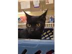 Adopt Lucy fka Thursday Friday a All Black Domestic Shorthair / Mixed Breed