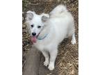 Adopt Snow a White American Eskimo Dog / Mixed dog in Orlando, FL (41430365)