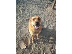 Adopt Flame a Red/Golden/Orange/Chestnut Cane Corso / Husky / Mixed dog in