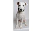 Adopt Chico a White Jack Russell Terrier / Mixed Breed (Medium) dog in Jefferson