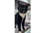 Adopt Chubs a Black & White or Tuxedo Domestic Shorthair (short coat) cat in
