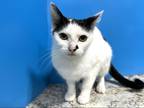 Adopt Gwendolyn a Black & White or Tuxedo Domestic Shorthair (short coat) cat in