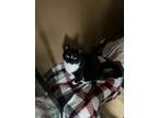 Adopt Maji a Black & White or Tuxedo Domestic Shorthair / Mixed (short coat) cat