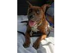 Adopt Daisy a Brown/Chocolate Mixed Breed (Medium) / Mixed dog in Green Cove